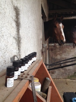 Essential oils chosen by horse during zoopharmacognosy session